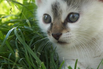 White kitten 1