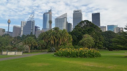 Obraz premium Sydney City from the Botanic Garden