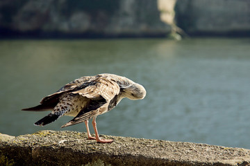 Seagull cleans its feathers, Porto, Portugal.