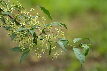 Blüten des Gewöhnlichen Spindelstrauchs / Flowers of the common spindle tree