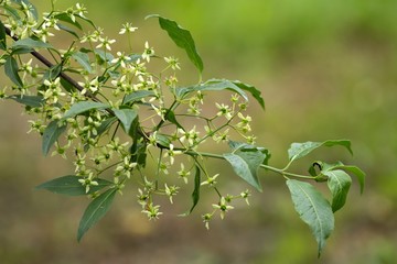 Bl&uuml;ten des Gew&ouml;hnlichen Spindelstrauchs / Flowers of the common spindle tree