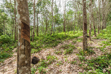 Rubber tree garden in Thailand