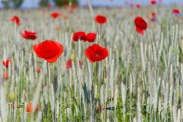 Red poppies in field of wheat.