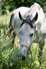 detaIL of lipizaner stallion grazing grass in a meadow