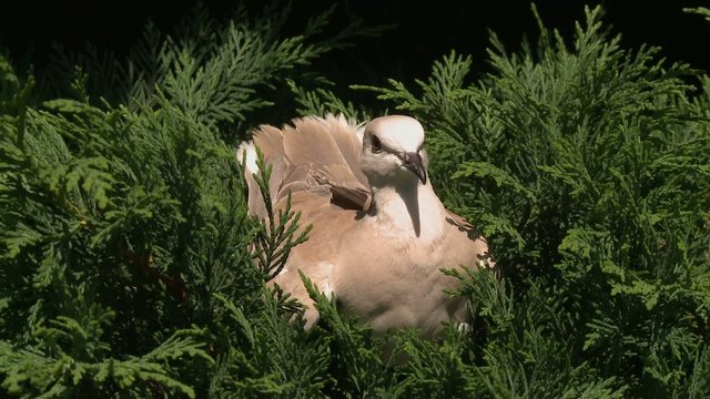 tourterelle dans haie