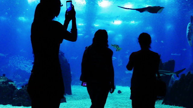 People Take Photos at the Oceanarium