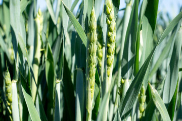 Wheat / Wheat in a field