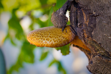 mushroom on a tree