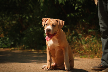 Portrait of a puppy on the nature close up. Pitbull. 4 months of age.