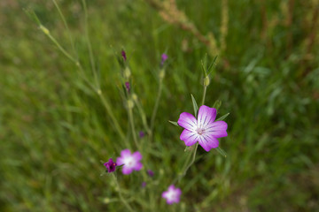 Fototapeta premium Pink blooming common corn-cockles from above
