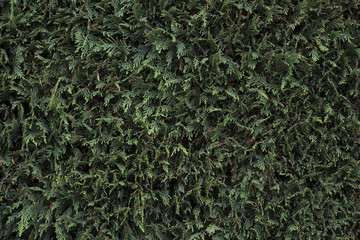 Green leaves wall background