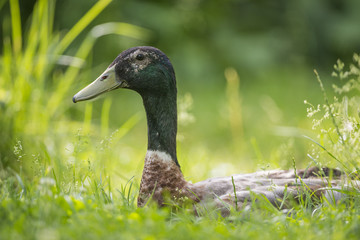 indian runner duck - male