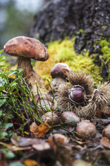 Steinpilze und Esskastanien auf Waldboden