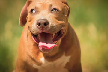 Portrait of a puppy on the nature close up. Pitbull. 4 months of age.