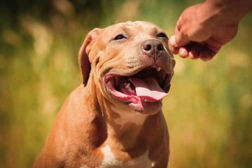 Portrait of a puppy on the nature close up. Pitbull. 4 months of age.