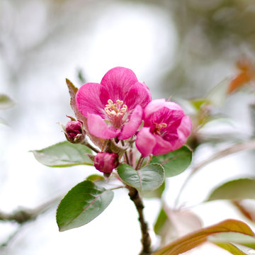 Malus adstringens 'Almey' (Zierapfel) Bl&uuml;te Fr&uuml;hling