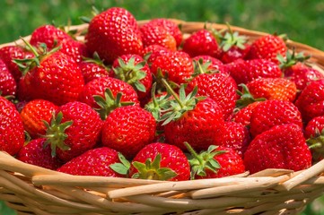 Fresh red strawberries in wooden knitting basket