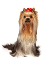 Show class yorkie with bow