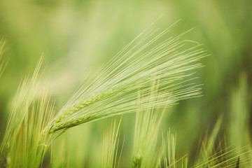 Fototapeta premium Green ears of barley