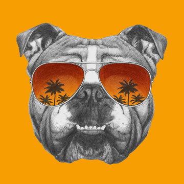 Original drawing of English Bulldog with mirror sunglasses. Isolated on colored background.