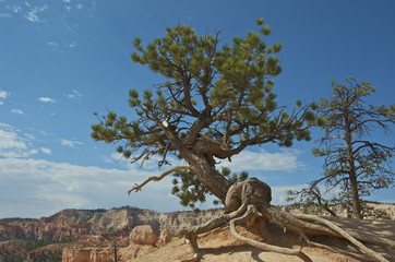 old tree in bryce canyon