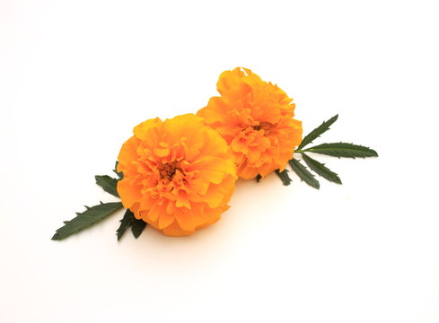 マリーゴールド