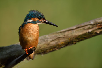 Fototapeta premium Martin Pescatore