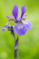 Verschiedenfarbige Schwertlilie / Iris versicolor © carmenrieb