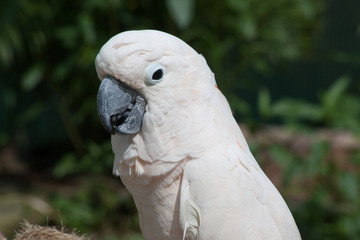 White Cockatoo