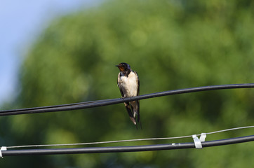 Оne Swallow does not make a summer