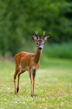 A male Roe deer, a Roebuck (Capreolus capreolus) with a grey head