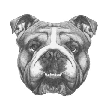 Original drawing of English Bulldog. Isolated on white background