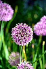 アリウム・ギガンチウム