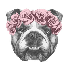 Original drawing of English Bulldog with floral head wreath. Isolated on white background.