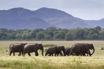 Wild Asian elephant in Minneriya national park, Sri Lanka © PACO COMO