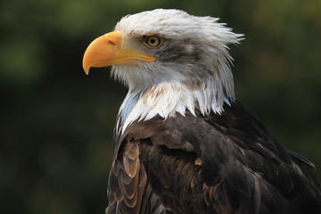 Weißkopfseeadler