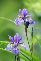 Verschiedenfarbige Schwertlilie / Iris versicolor