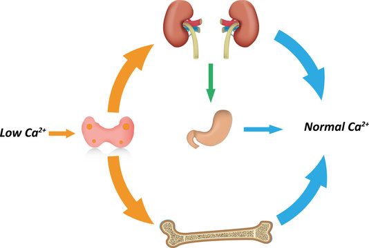 Calcium Regulation