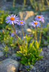 Aster tongolski © Bydlinska