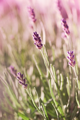Blühender Lavendel