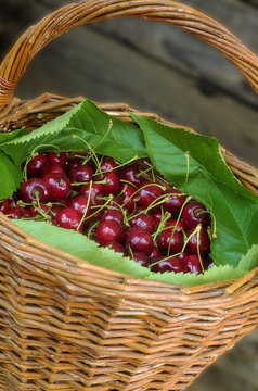 Basket of ripe cherries