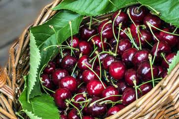 Basket of ripe cherries