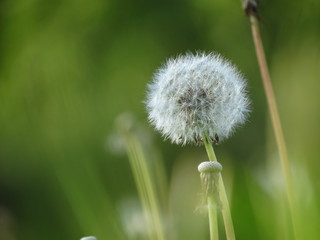 белый одуванчик