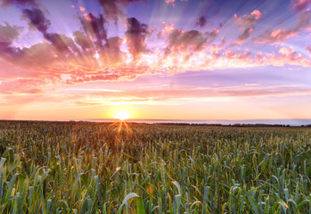 sunset over wheat field sun rays.