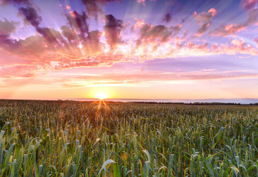 sunset over wheat field sun rays.