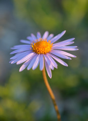 Obraz premium Aster tongolski