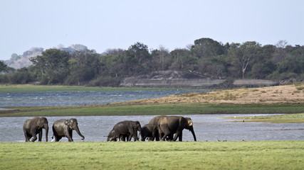 Obraz premium Asian elephant in Minneriya, Sri Lanka