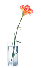 Obraz premium Carnation in Glass
