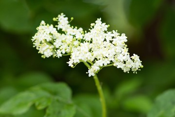 Holunder-Blütenstand / Elderberry inflorescence