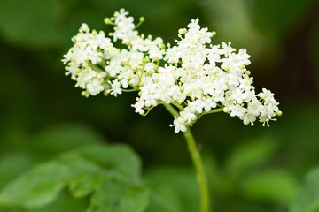 Holunder-Blütenstand / Elderberry inflorescence